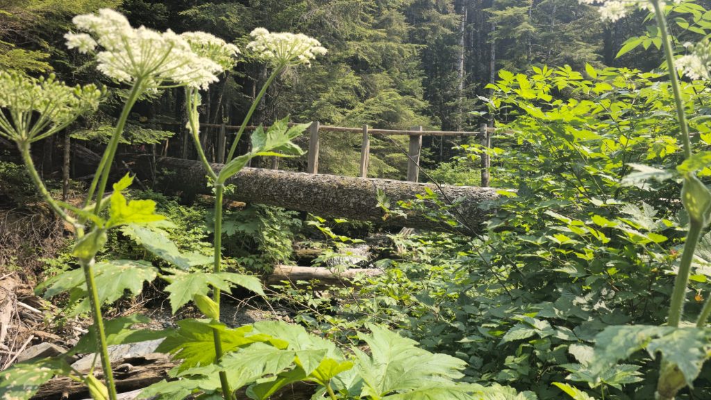 Bridge at aprroximately 3km from the forest service road